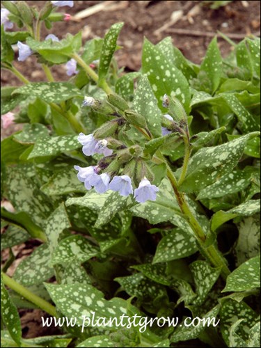 Bethlehem Sage (Pulmonaria saccharata) The typical light blue trumpet shaped flowers.